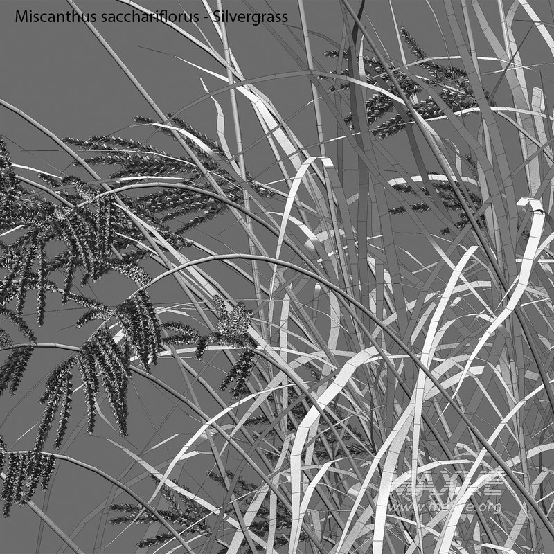 Miscanthus sacchariflorus – Silvergrass 03 - Image 5