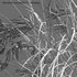 Miscanthus sacchariflorus – Silvergrass 02 - Thumbnail 5