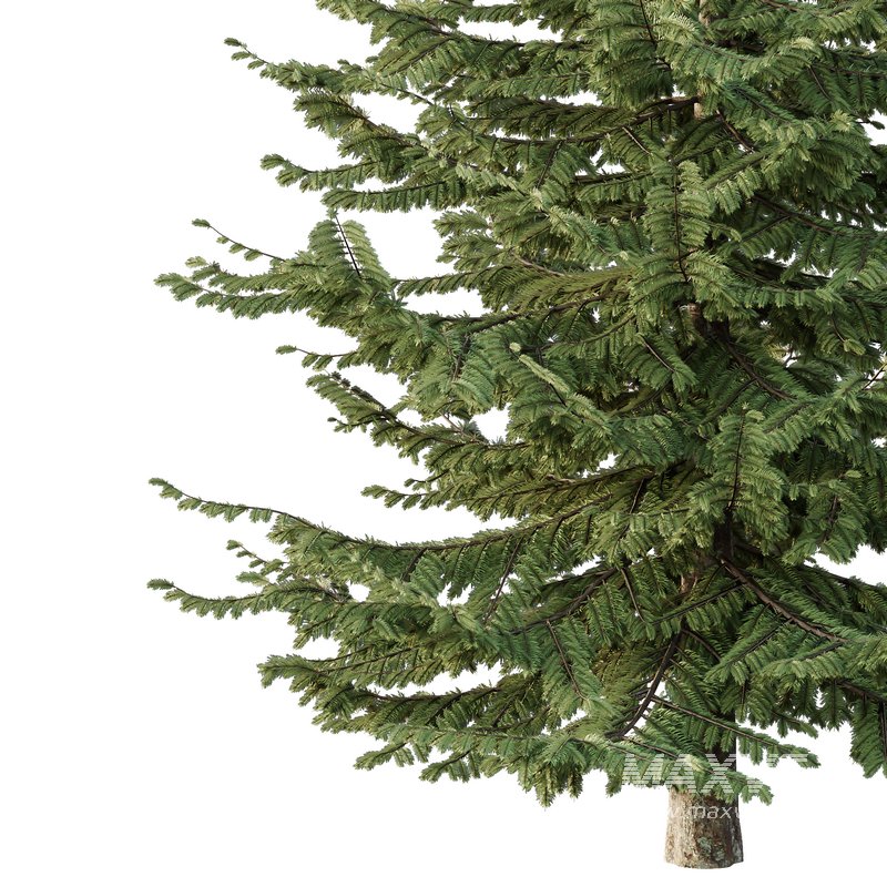 spruce tree001 - Image 3