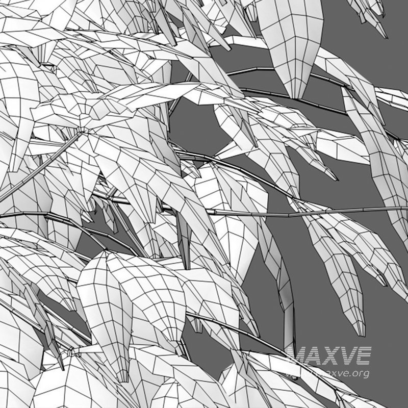 Nandina Domestica Pygmaea – Dwarf Sacred Bamboo - Image 5