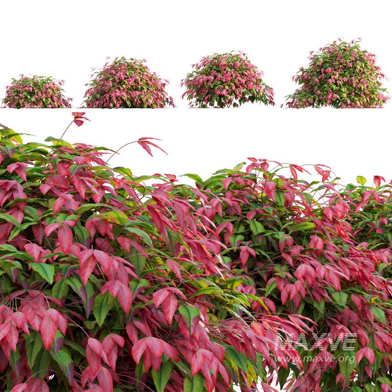 Nandina Domestica Pygmaea – Dwarf Sacred Bamboo - Image 1
