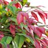 Nandina Domestica Pygmaea – Dwarf Sacred Bamboo - Thumbnail 4