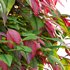 Nandina Domestica Pygmaea – Dwarf Sacred Bamboo - Thumbnail 3
