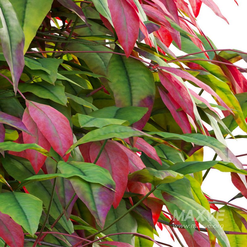 Nandina Domestica Pygmaea – Dwarf Sacred Bamboo - Image 3