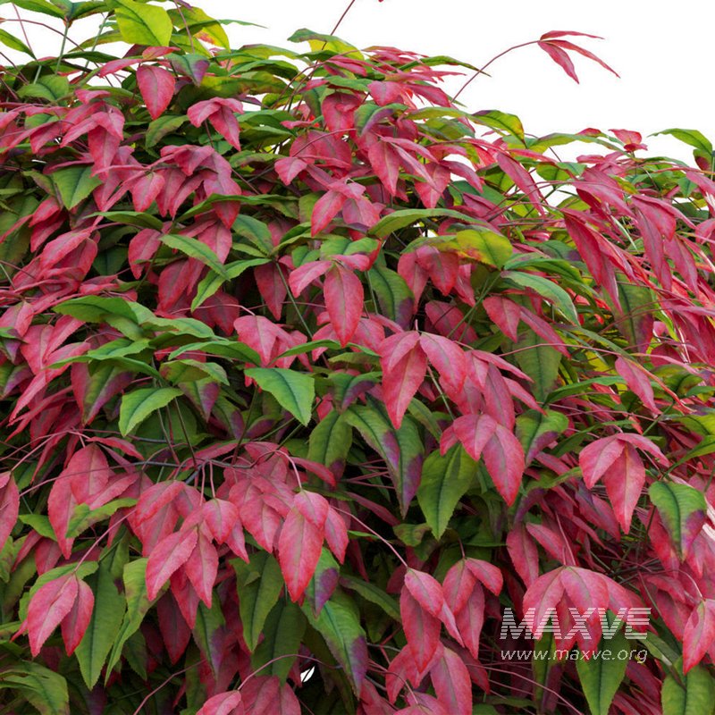 Nandina Domestica Pygmaea – Dwarf Sacred Bamboo - Image 2