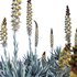 Agave Blue Flame - Thumbnail 2