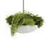 Indoorplants-Hanging plants set-82 - Thumbnail 2