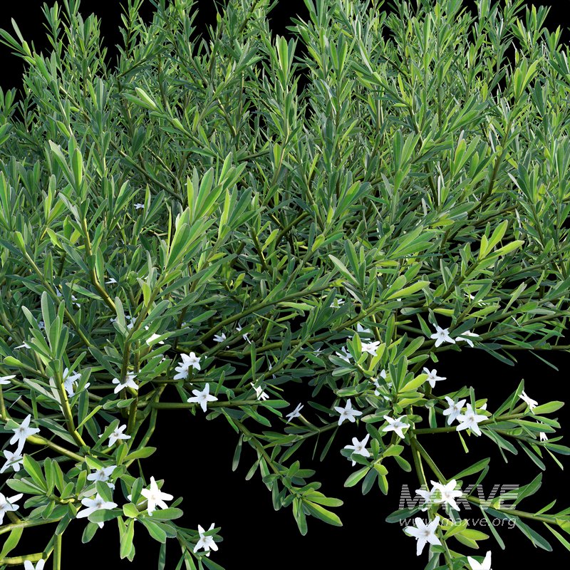 Myoporum Parvifolium- Yareena - Image 2