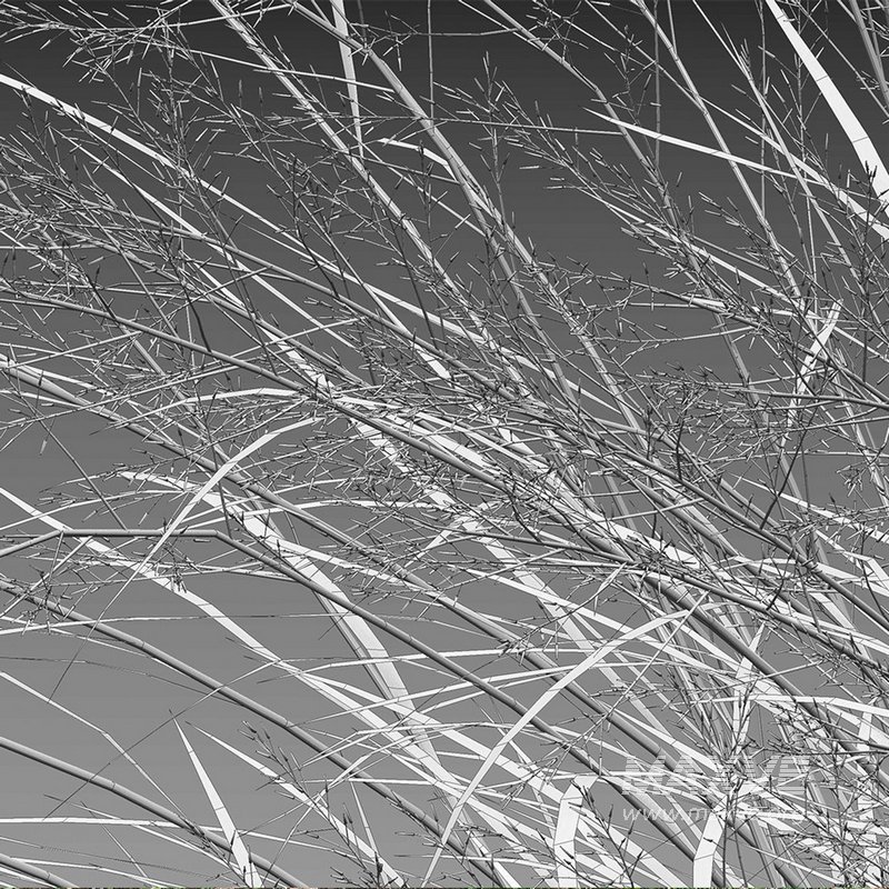 Panicum virgatum Switchgrass 02 - Image 4