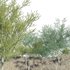 Parkinsonia Florida – Blue Palo Verde – 02 - Thumbnail 2
