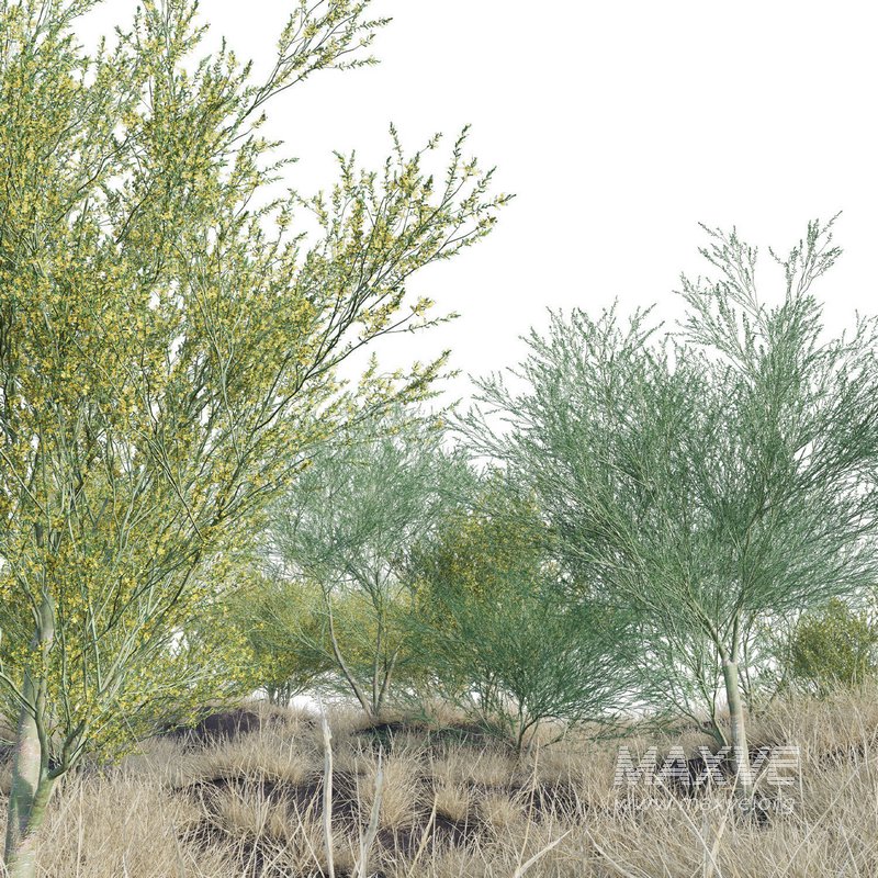 Parkinsonia Florida – Blue Palo Verde – 02 - Image 2