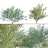 Parkinsonia Florida – Blue Palo Verde – 03 - Thumbnail 1