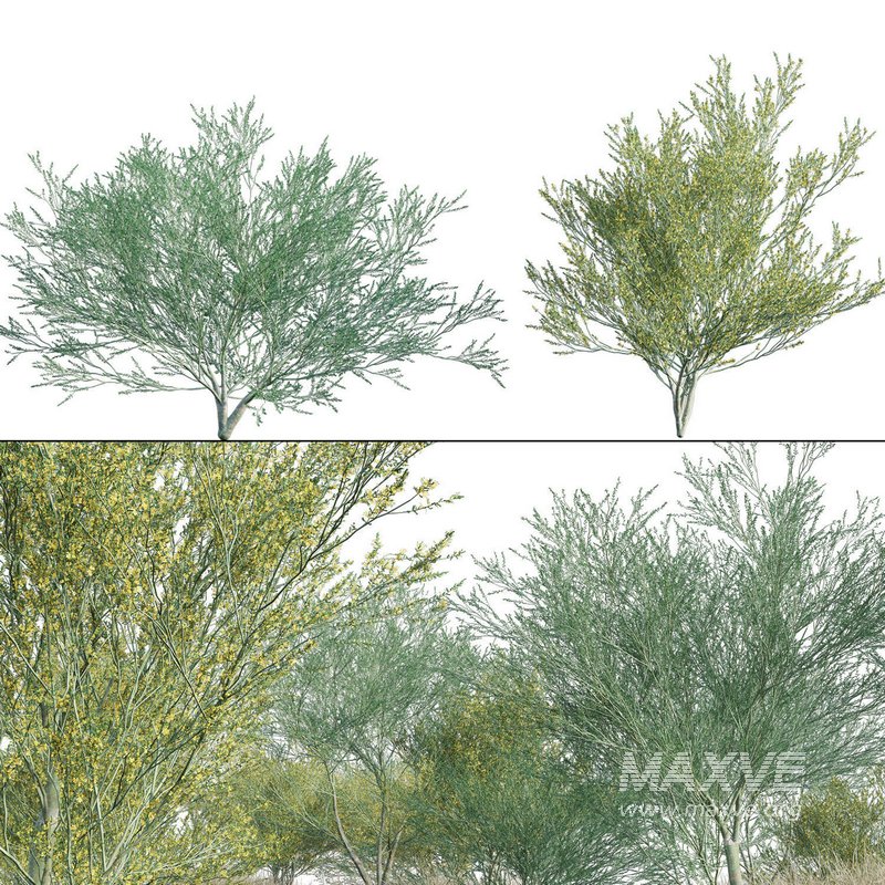 Parkinsonia Florida – Blue Palo Verde – 03 - Image 1