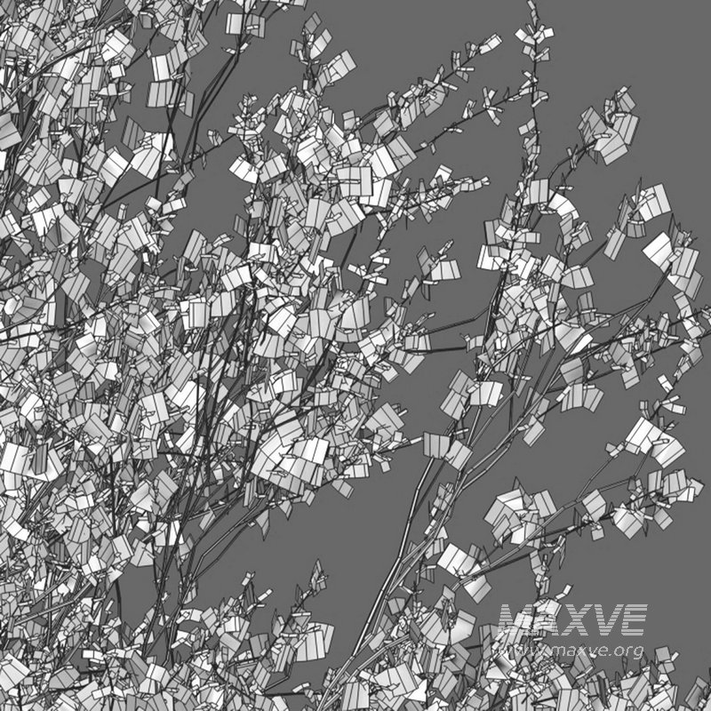 Parkinsonia Florida – Blue Palo Verde - Image 3