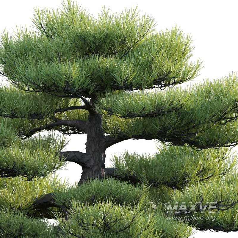 Pinus sylvestris – Scotch Pine – 03 - Image 2