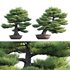 Pinus sylvestris – Scotch Pine – 03 - Thumbnail 1