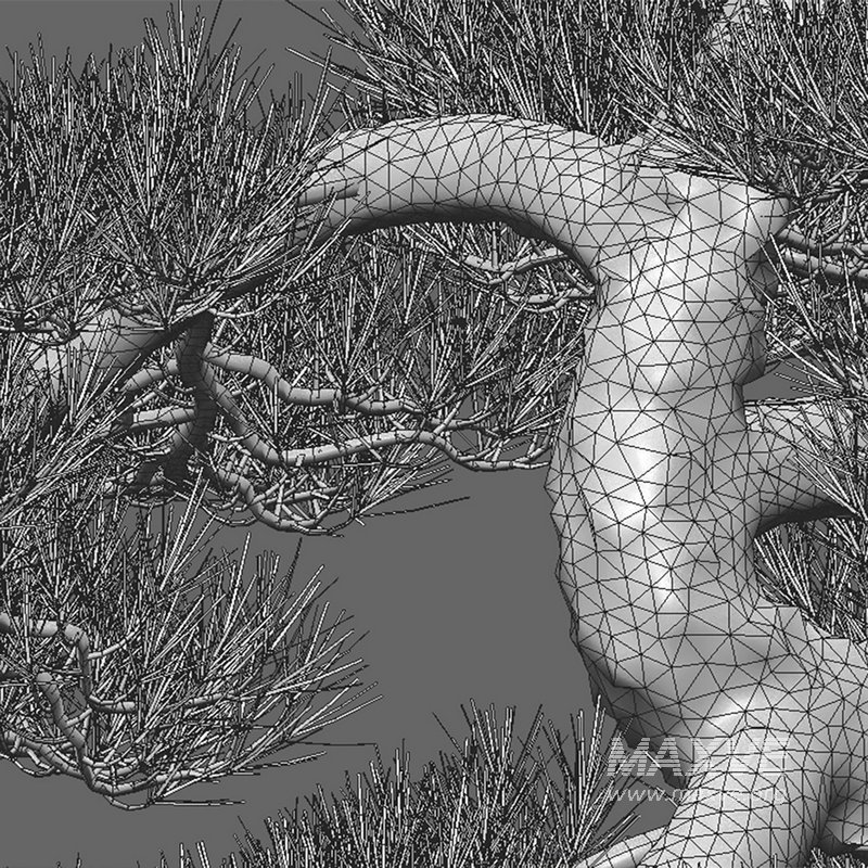 Pinus sylvestris – Scotch Pine – 02 - Image 4