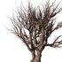Dry Tree Set26 - Thumbnail 3