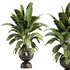 Banana Plant in Matte Black Planter - Thumbnail 1
