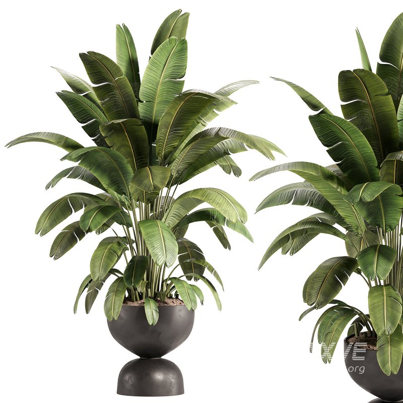 Banana Plant in Matte Black Planter - Image 1