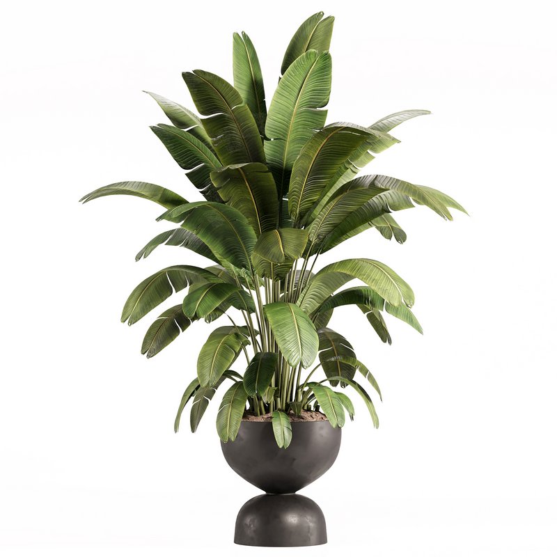 Banana Plant in Matte Black Planter - Image 2