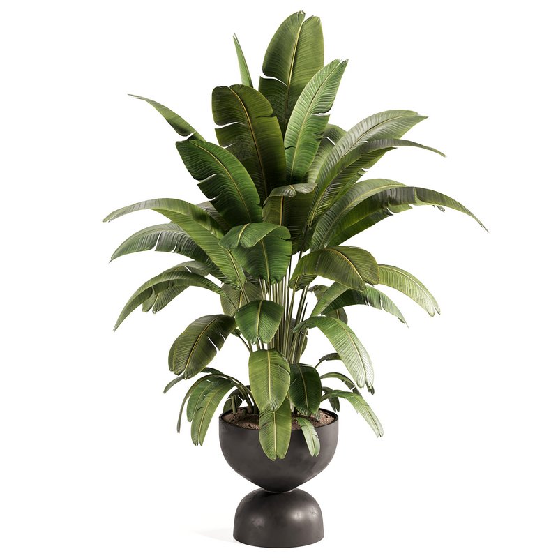 Banana Plant in Matte Black Planter - Image 3
