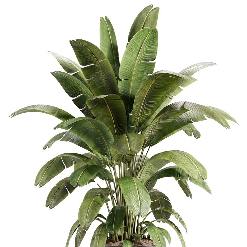 Banana Plant in Matte Black Planter - Image 4