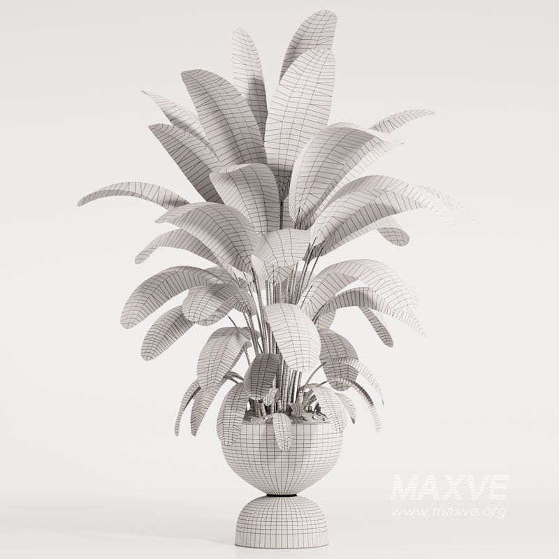 Banana Plant in Matte Black Planter - Image 5