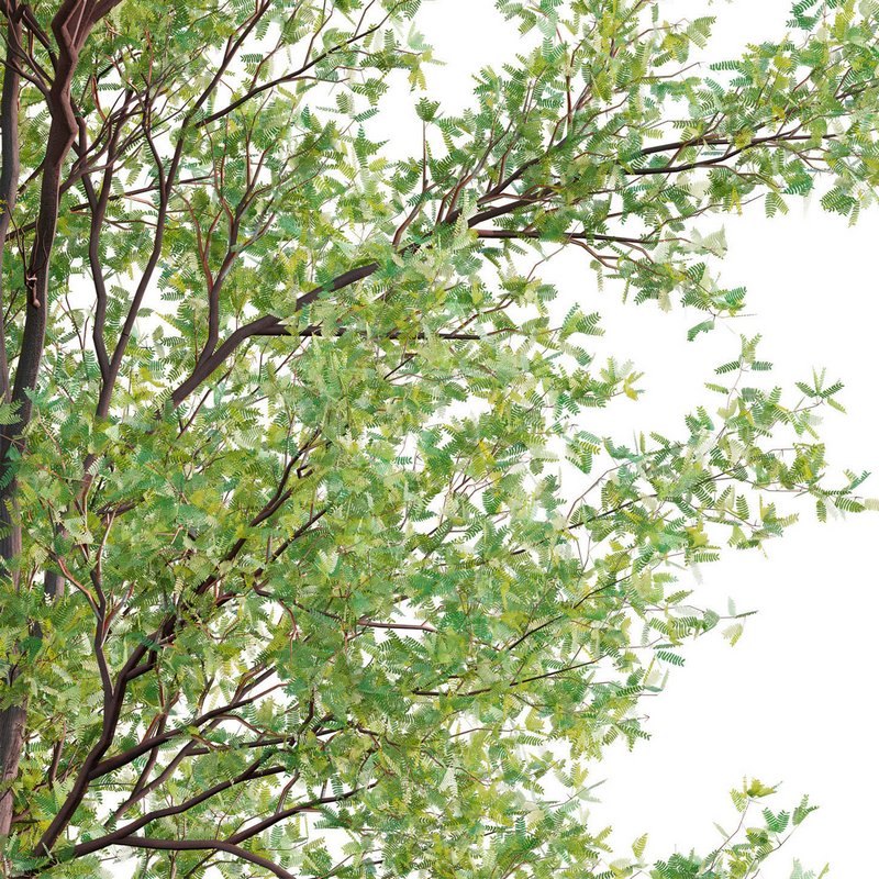 Prosopis Chilensis – Chilean Mesquite – Group 01 - Image 2