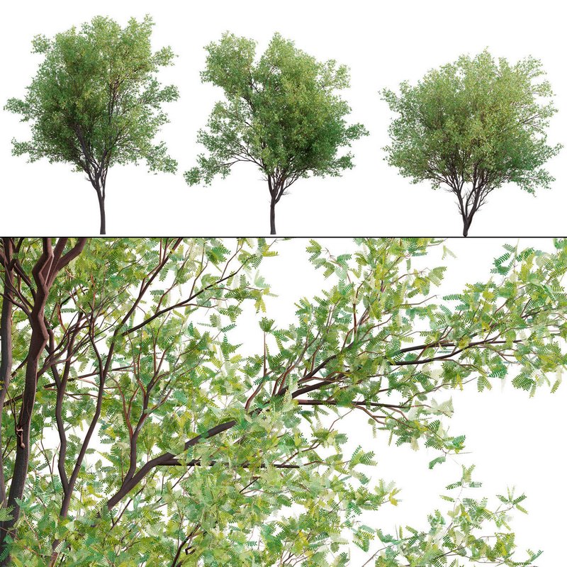 Prosopis Chilensis – Chilean Mesquite – Group 01 - Image 1