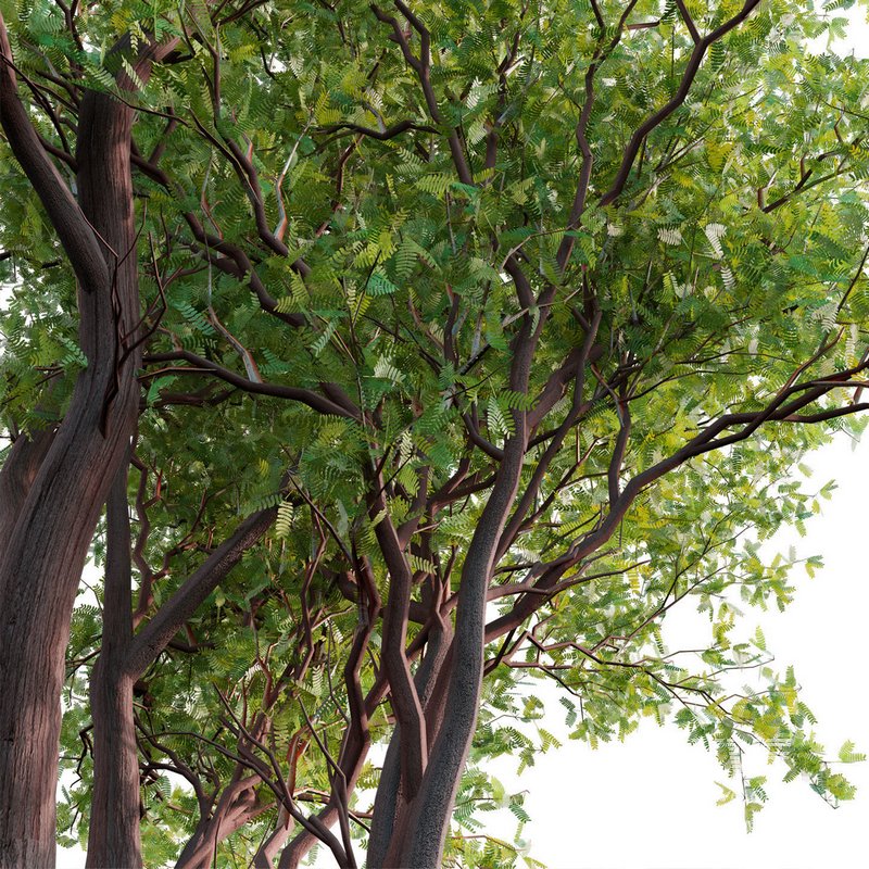 Prosopis Chilensis – Chilean Mesquite – Group 01 - Image 3