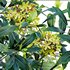 Lemonwood Tree – Pittosporum eugenioides 02 - Thumbnail 2