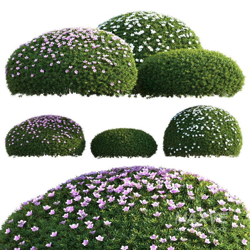 Rhododendron – Impatiens sodenii 01 - Image 1