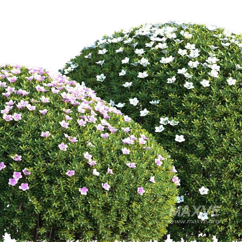 Rhododendron – Impatiens sodenii 01 - Image 2