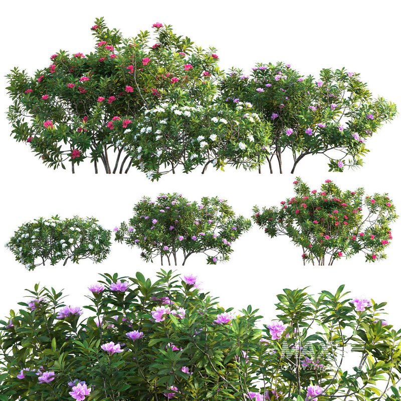 Rhododendron – Impatiens sodenii 02 - Image 1