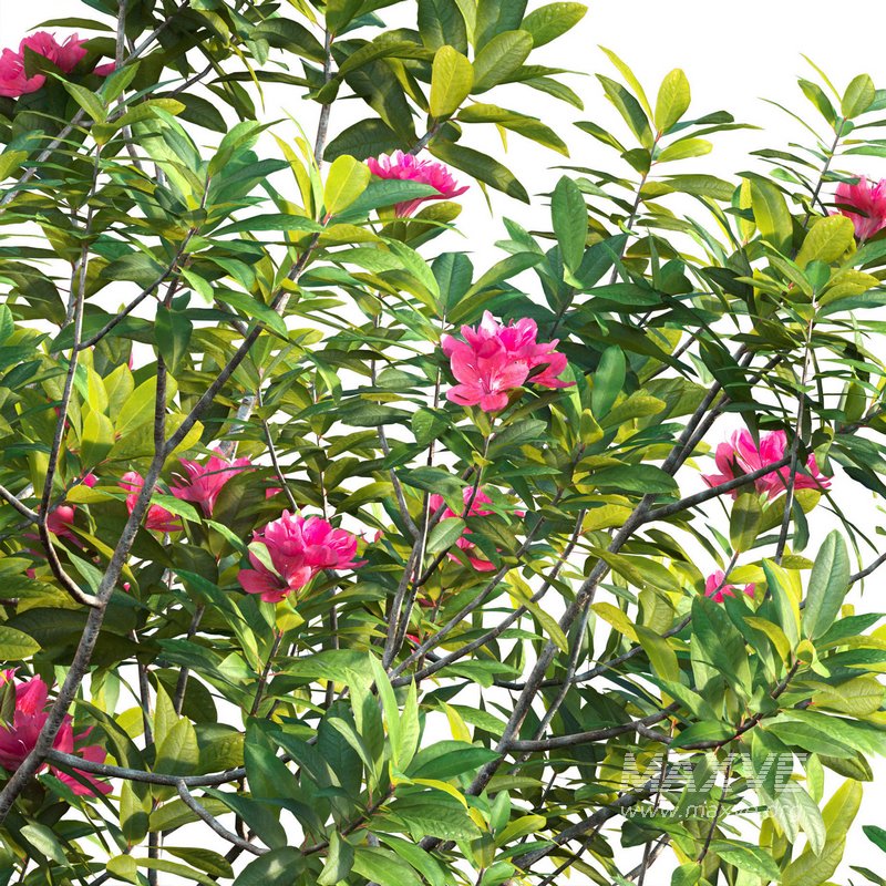 Rhododendron – Impatiens sodenii 02 - Image 2