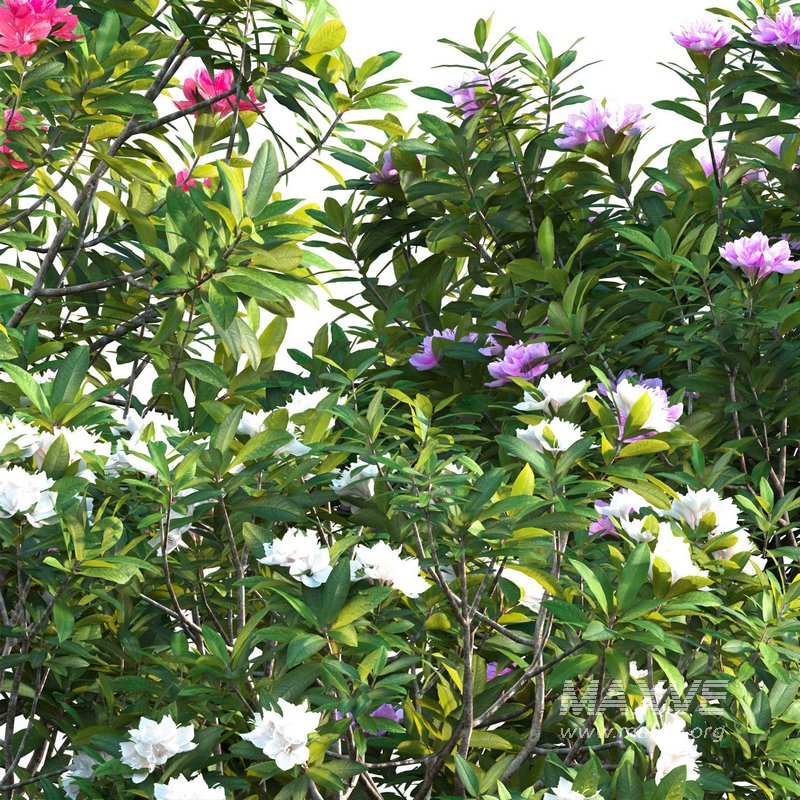 Rhododendron – Impatiens sodenii 02 - Image 3