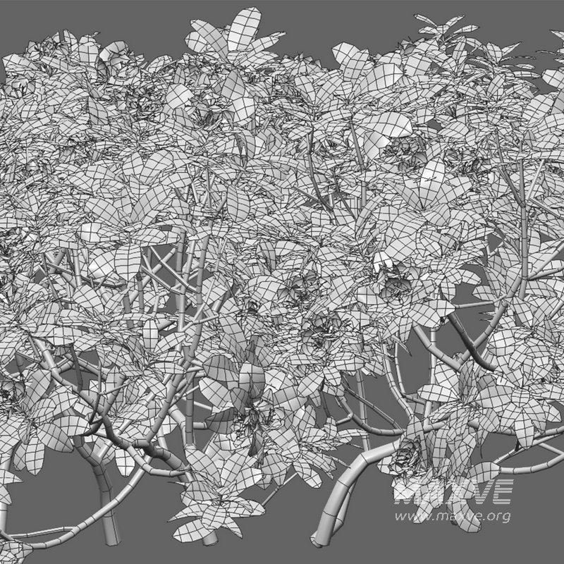 Rhododendron – Impatiens sodenii 02 - Image 4