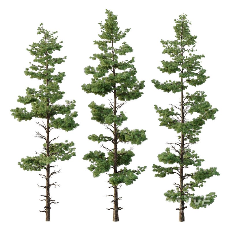 Pinus tree003 - Image 1