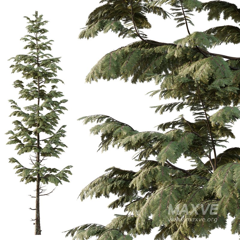 spruce tree007 - Image 3