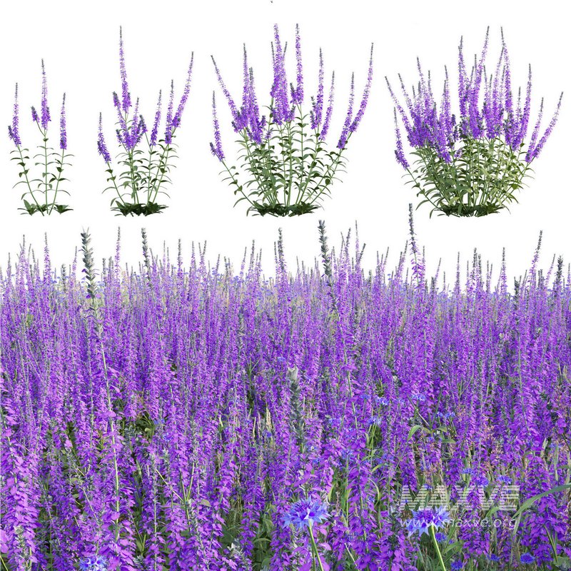 Salvia nemorosa Caradonna – Balkan clary Caradonna - Image 1