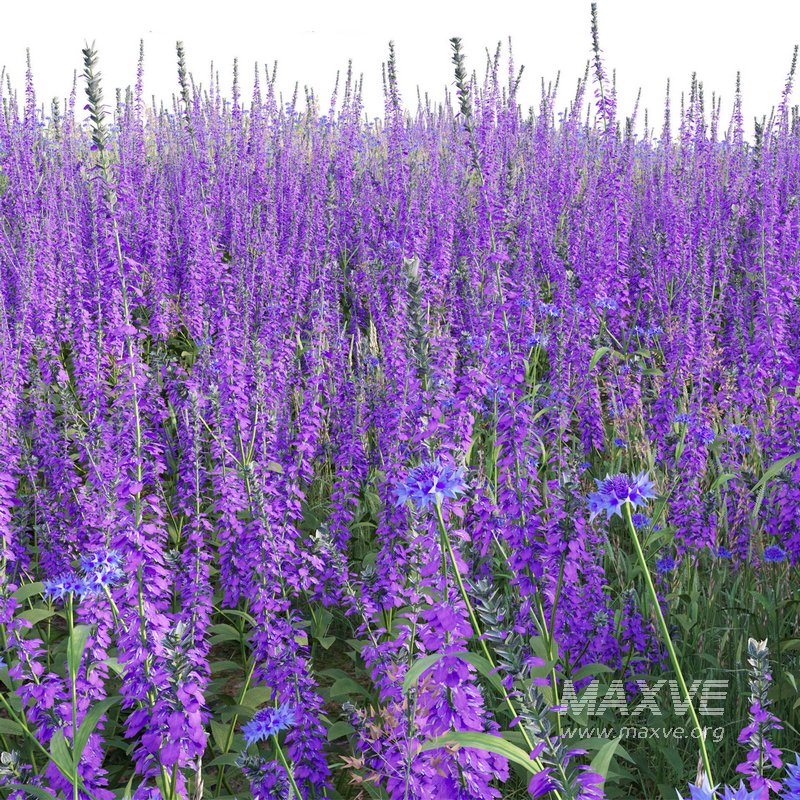 Salvia nemorosa Caradonna – Balkan clary Caradonna - Image 5