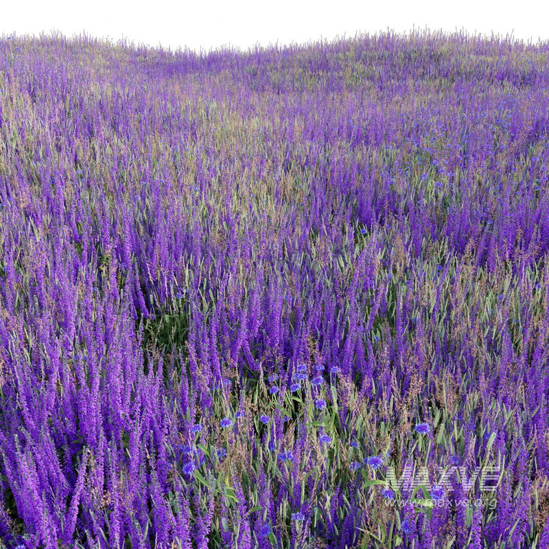 Salvia nemorosa Caradonna – Balkan clary Caradonna - Image 4