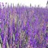 Salvia nemorosa Caradonna – Balkan clary Caradonna - Thumbnail 3
