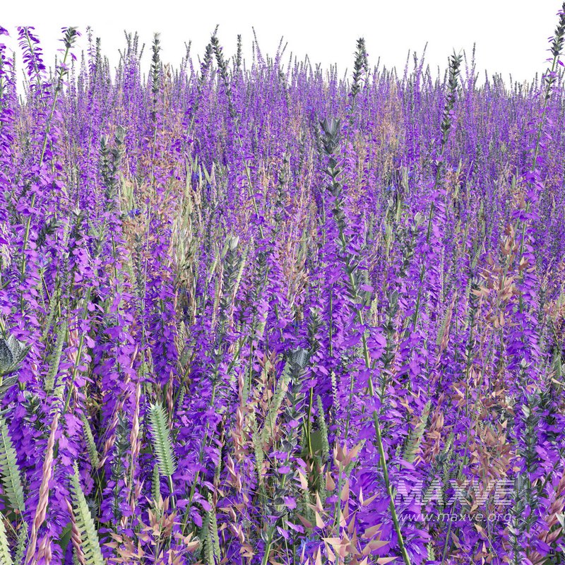 Salvia nemorosa Caradonna – Balkan clary Caradonna - Image 3
