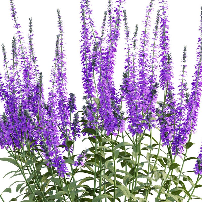 Salvia nemorosa Caradonna – Balkan clary Caradonna - Image 2