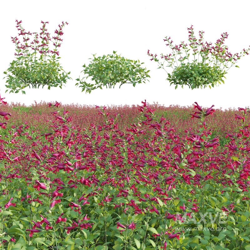 Salvia Wendy Wish – Sage Wendy Wish 02 - Image 1