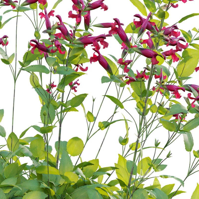 Salvia Wendy Wish – Sage Wendy Wish 01 - Image 3