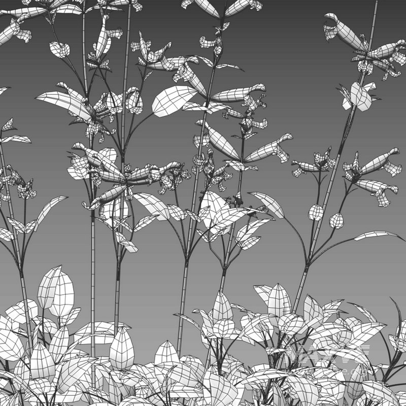 Salvia Wendy Wish – Sage Wendy Wish 01 - Image 4