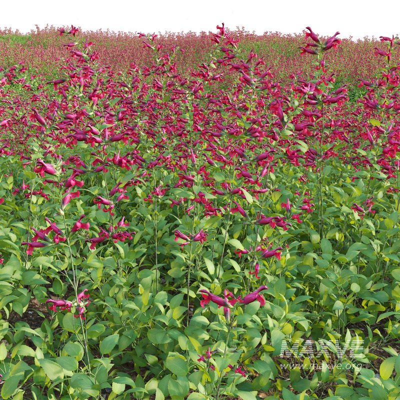 Salvia Wendy Wish – Sage Wendy Wish 01 - Image 2